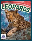 Leopards