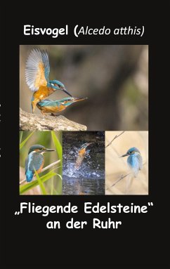 Eisvogel (Alcedo atthis) - fotolulu