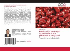 Producción de Frejol canario de mata (Phaseolus vulgaris) - Llomitoa, Angel