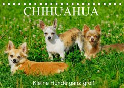 Chihuahua - Kleine Hunde ganz groß (Tischkalender 2022 DIN A5 quer) - Starick, Sigrid