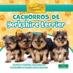 Cachorros de Yorkshire Terrier (Yorkshire Terrier Puppies)