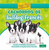 Cachorros de Bulldog Francés (French Bulldog Puppies)