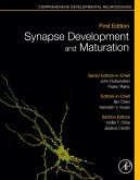 Synapse Development and Maturation (eBook, ePUB)