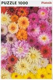 Dahlien (Puzzle) Dahlien (Puzzle)
