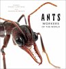 Ants (eBook, ePUB) - Bild 1
