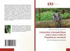 Interaction interspécifique entre Lemur catta et Propithecus verreauxi