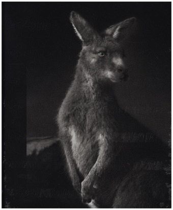 Fie Johansen Fie Johansen