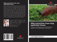 DNA extraction from slug epithelial tissue - Angulo Graterol, Luis