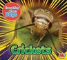 Crickets - Bild 1
