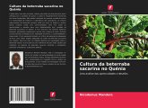 Cultura da beterraba sacarina no Quénia