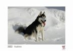 Huskies 2022 - White Edition - Timokrates Kalender, Wandkalender, Bildkalender - DIN A4 (ca. 30 x 21 cm)