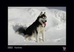 Huskies 2022 - Black Edition - Timokrates Kalender, Wandkalender, Bildkalender - DIN A3 (42 x 30 cm)