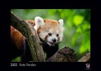 Rote Pandas 2022 - Black Edition - Timokrates Kalender, Wandkalender, Bildkalender - DIN A4 (ca. 30 x 21 cm)