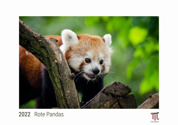 Rote Pandas 2022 - White Edition - Timokrates Kalender, Wandkalender, … -  Kalender portofrei bestellen