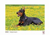 Dobermann 2022 - White Edition - Timokrates Kalender, Wandkalender, Bildkalender - DIN A3 (42 x 30 cm)