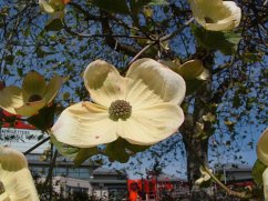 Cover Heart and Bole (eBook, ePUB)