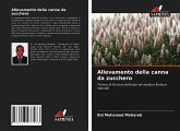 Allevamento della canna da zucchero