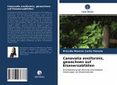 Canavalia ensiformis, gewachsen auf Eisenerzabfällen