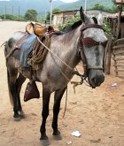 Two Paso's (eBook, ePUB)