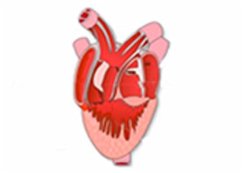 Cover Frog Heart Dissection (eBook, ePUB)