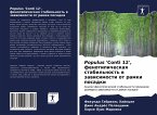 Populus 'Conti 12', fenotipicheskaq stabil'nost' w zawisimosti ot ramki posadki