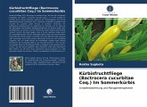 Kürbisfruchtfliege (Bactrocera cucurbitae Coq.) Im Sommerkürbis