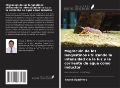 Migración de los langostinos utilizando la intensidad de la luz y la corriente de agua como inductor - Upadhyay, Anand