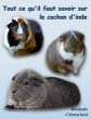 Tout ce qu'il faut savoir sur le cochon... - Bild 1