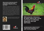 Allevamento intensivo di pollo nativo per carne nel Tamil occidentale Naduinte nel sud dell'India