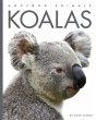 Koalas - Bild 1