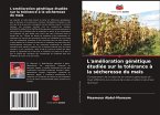 L'amélioration génétique étudiée sur la tolérance à la sécheresse du maïs