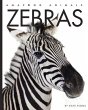 Zebras - Bild 1
