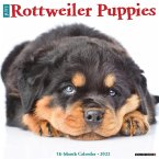 Just Rottweiler Puppies 2022 Wall Calendar (Dog Breed)