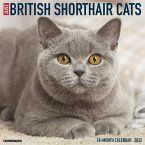 British Shorthair Cats 2022 Wall Calendar (Cat Breed)