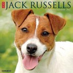 Just Jack Russells 2022 Wall Calendar (Dog Breeds)
