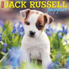 Just Jack Russell Puppies 2022 Wall Calendar (Dog Breeds) - Willow Creek Press