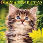 Just Maine Coon Kittens 2022 Wall Calendar (Cat Breed)