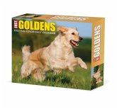 Golden Retrievers 2022 Box Calendar - Dog Breed Daily Desktop