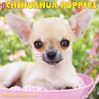 Just Chihuahua Puppies 2022 Wall Calendar (Dog Breed)