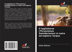 Il tagliaborse (Thryonomys Swinderianus) si nutre ed esplora l'acqua - Ebiloma, Stella