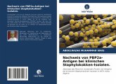 Nachweis von PBP2a-Antigen bei klinischen Staphylokokken-Isolaten.