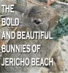 The Bold and Beautiful Bunnies of... - Bild 1
