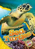 Sea Turtles