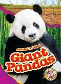 Giant Pandas