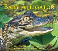 Baby Alligator - Lang, Aubrey
