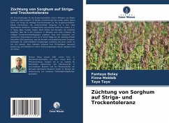 Züchtung von Sorghum auf Striga- und Trockentoleranz - Belay, Fantaye;Mekbib, Firew;Taye, Taye