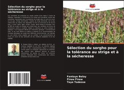 Sélection du sorgho pour la tolérance au striga et à la sécheresse - Belay, Fantaye;Firew, Firew;Tadesse, Taye