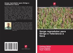 Sorgo reprodutor para Striga e Tolerância à Seca - Belay, Fantaye;Mekbib, Firew;Tadesse, Taye