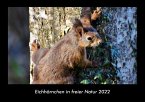 Eichhörnchen in freier Natur 2022 Fotokalender DIN A3