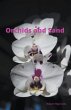 Orchids and Sand - Bild 1